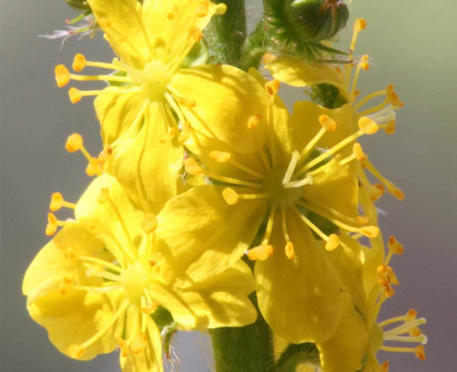 Bachblüte Agrimony