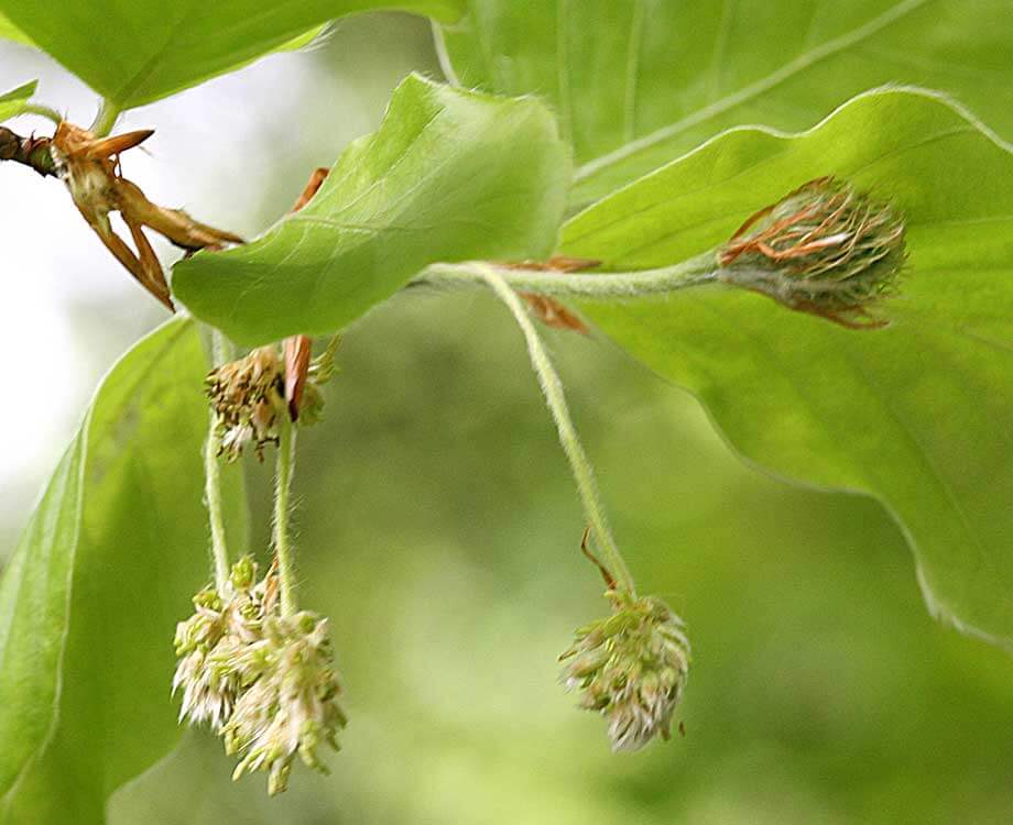 Bachblüte Beech