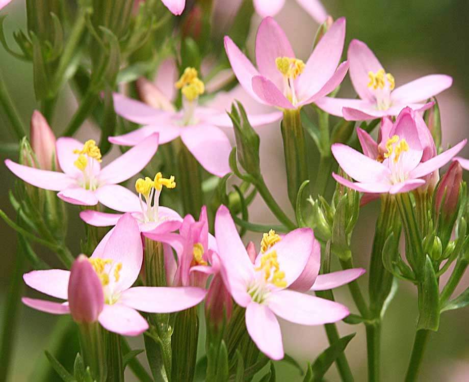 Bachblüte Centaury