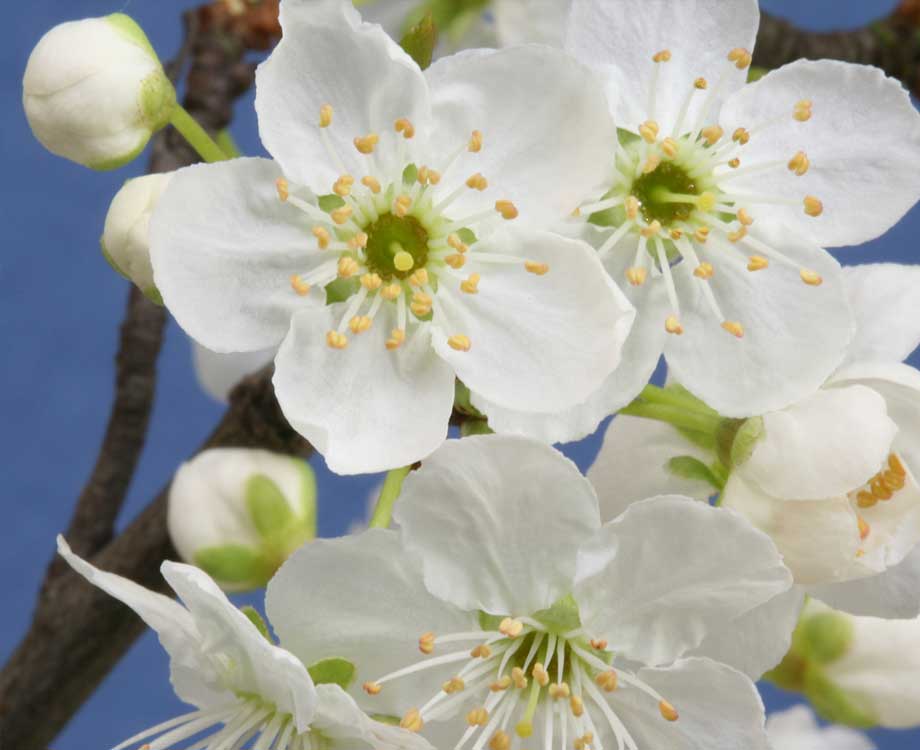 Cherry Plum Bachblüte