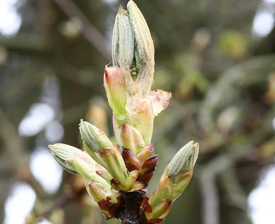 Bachblüte Chestnut Bud