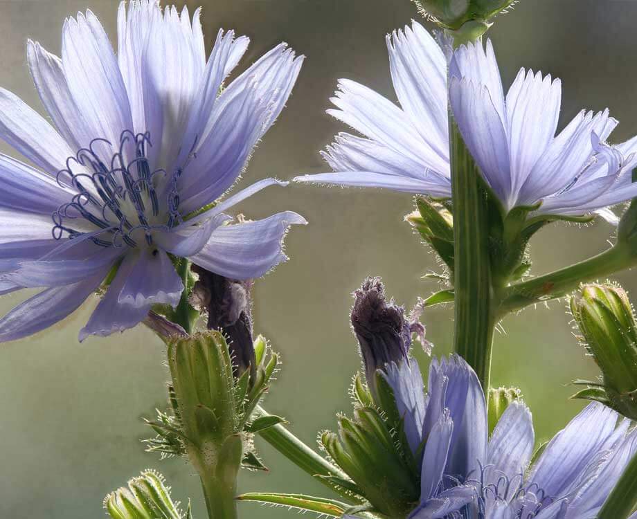 Bachblüte Chicory