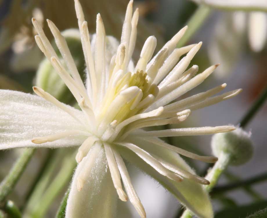 Clematis Bachblüte