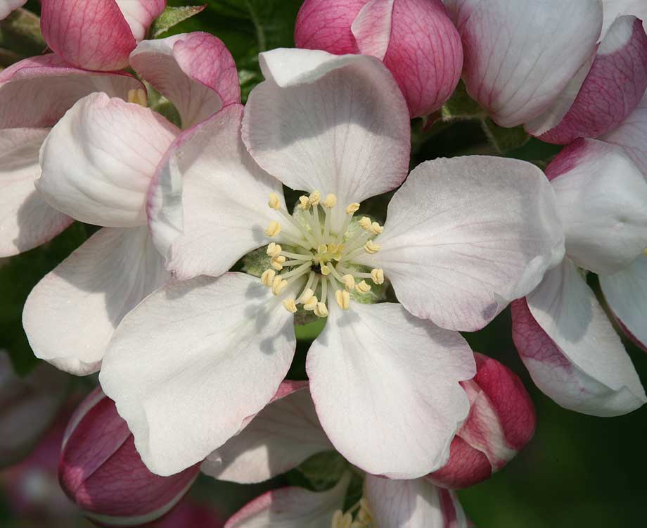 Bachblüte Crab Apple