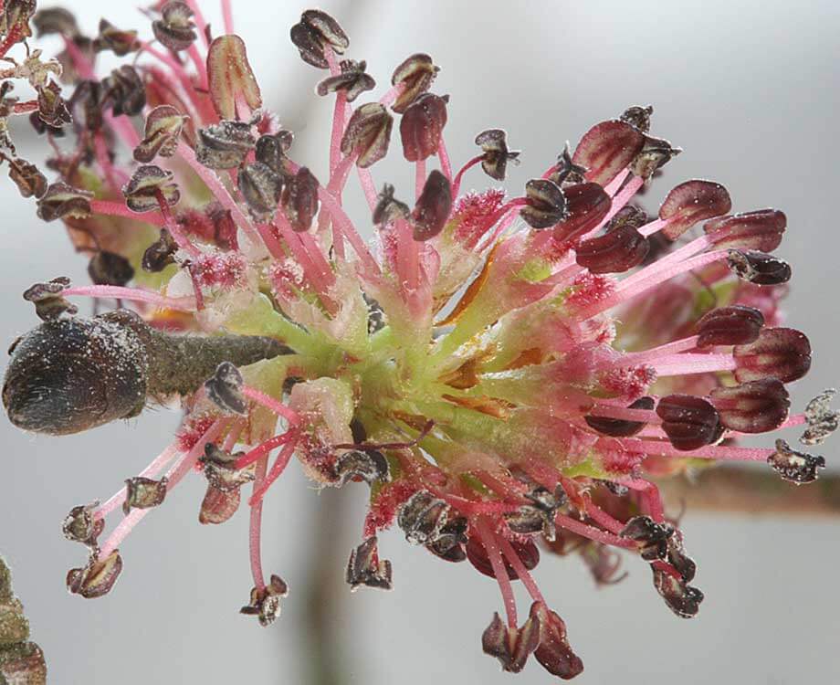 Bachblüte Elm