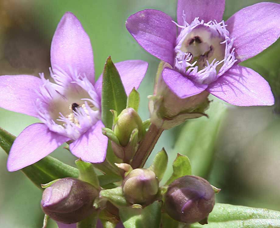 Bachblüte Gentian