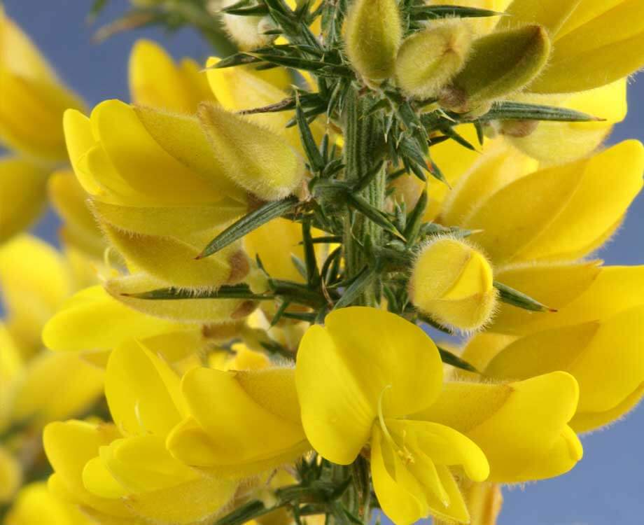 Bachblüte Gorse