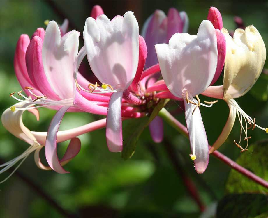 Bachblüte Honeysuckle