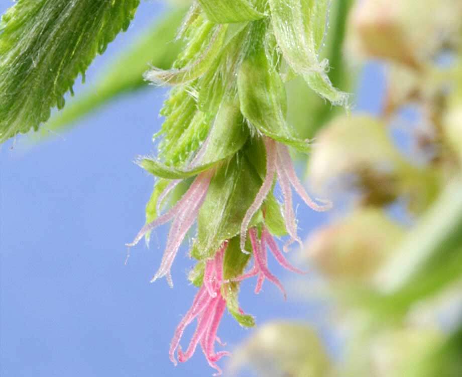 Bachblüte Hornbeam