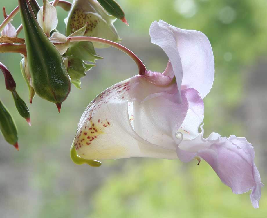 Impatiens Bachblüte