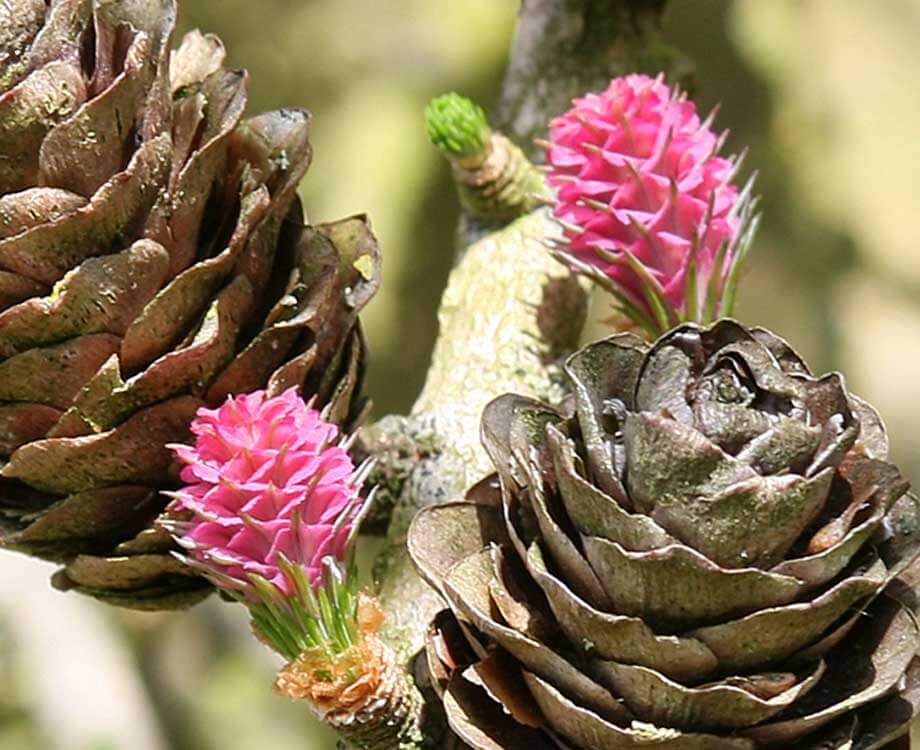 Bachblüte Larch