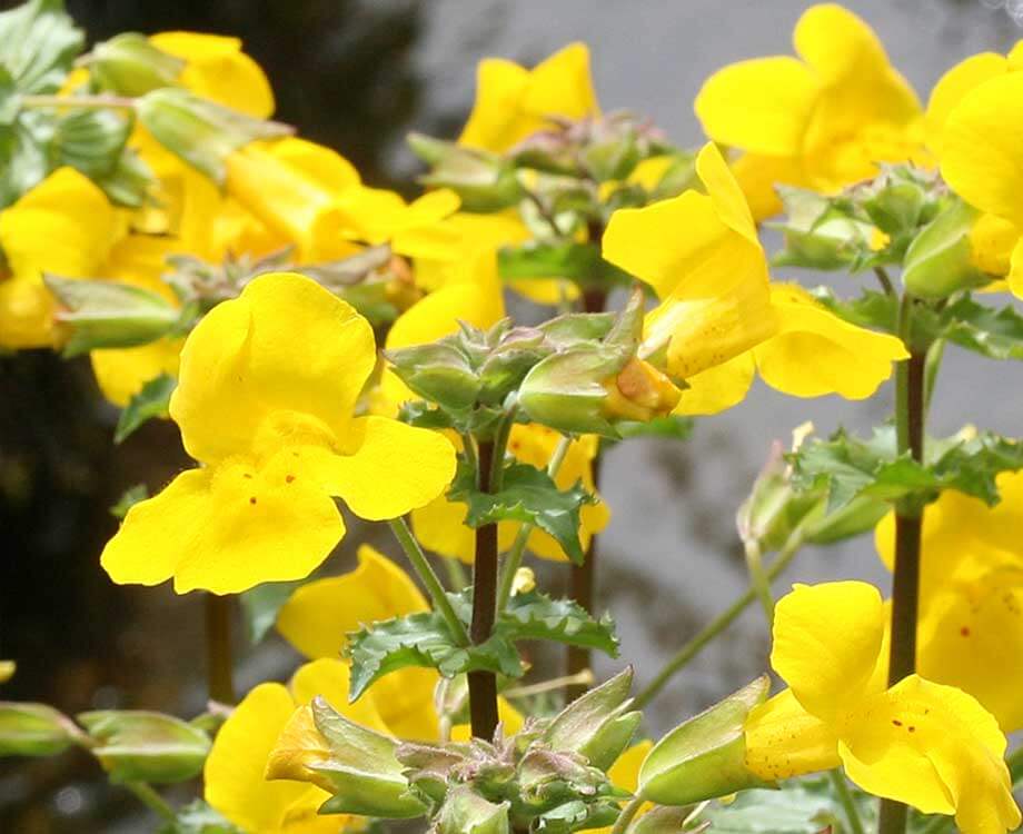 Mimulus Bachblüten dienen der Erkenntnis, dass man Ängste überwinden kann.