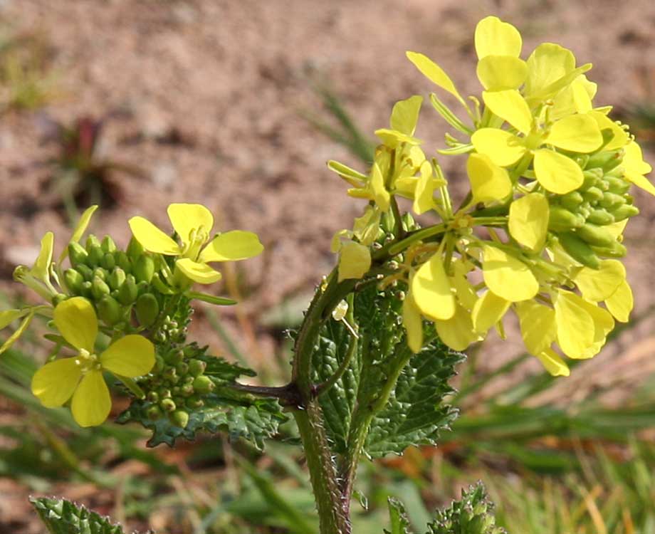 Bachblüte Mustard