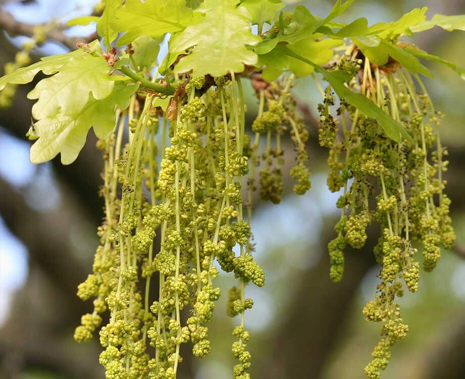 Oak Bachblüten deienen der Erkenntnis der eigenen Leistungsgrenzen.