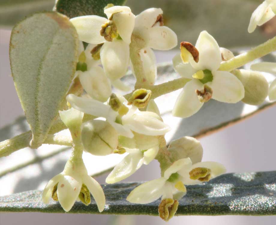Bachblüte Olive