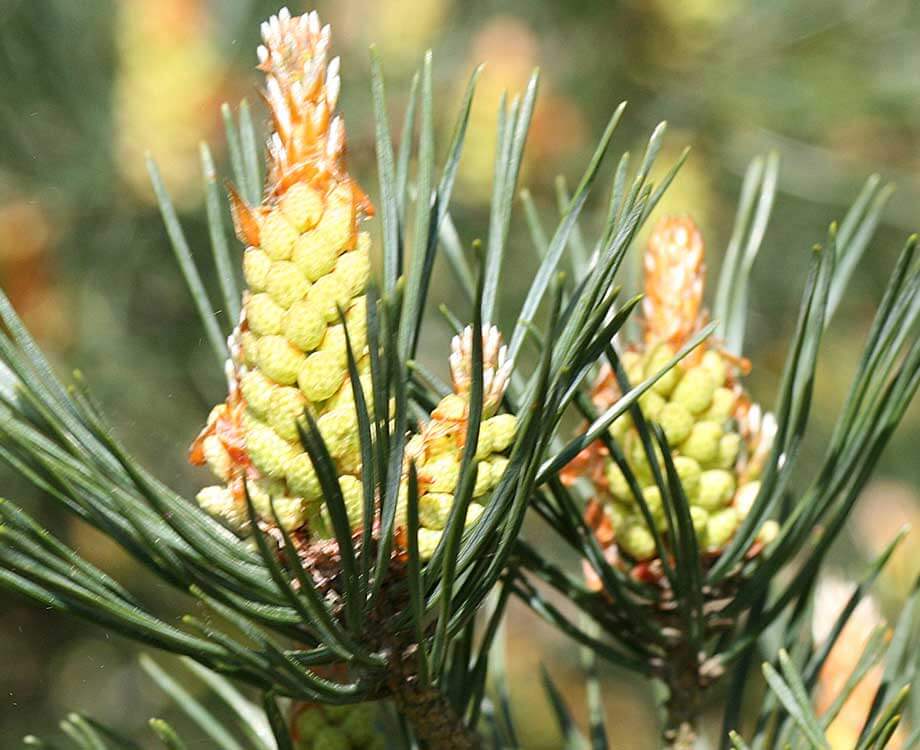 Bachblüte Pine