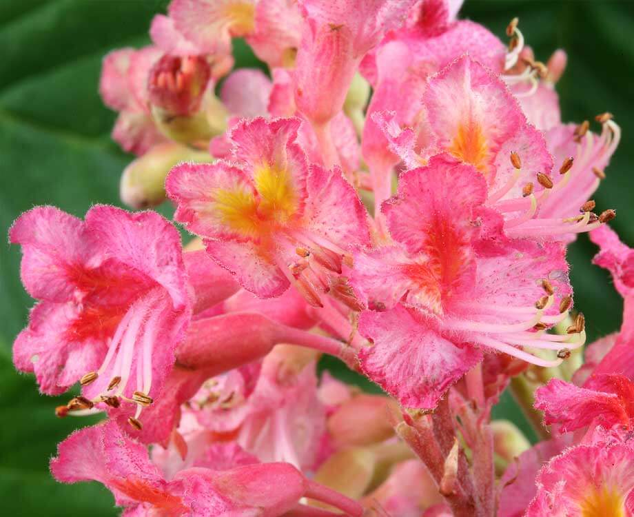 Bachblüte Red Chestnut