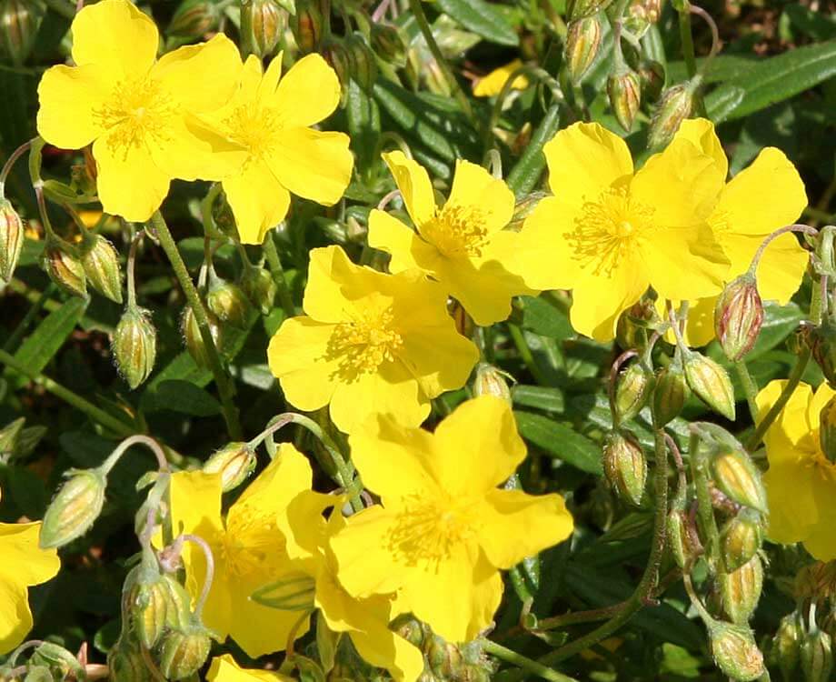 Rock Rose Bachblüte