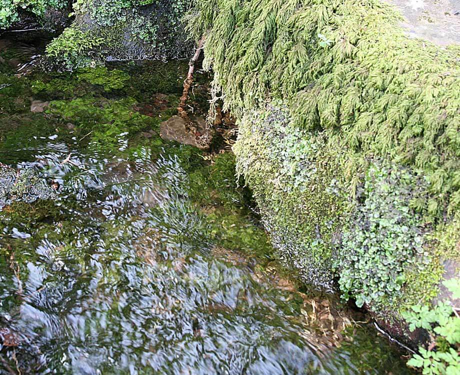 Bachblüte Rock Water