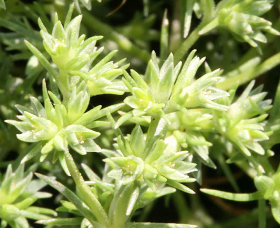 Scleranthus Bachblüten dienen der Erkenntnis, dass innere Balance zu stimmigen Entscheidungen führt.