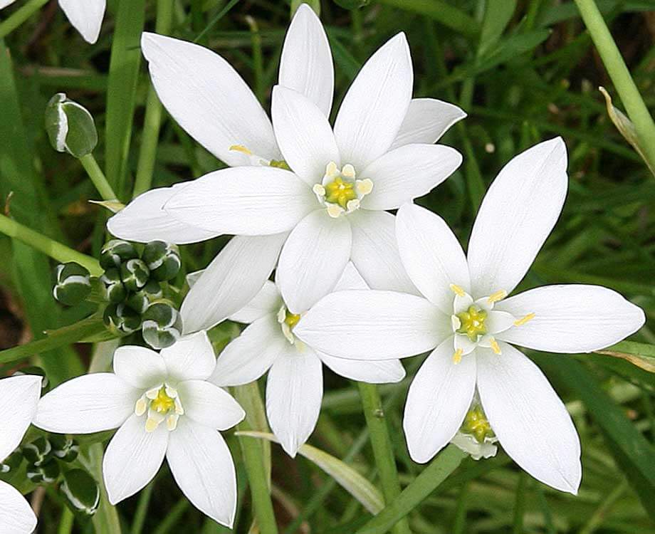 Bachblüte Star of Bethlehem