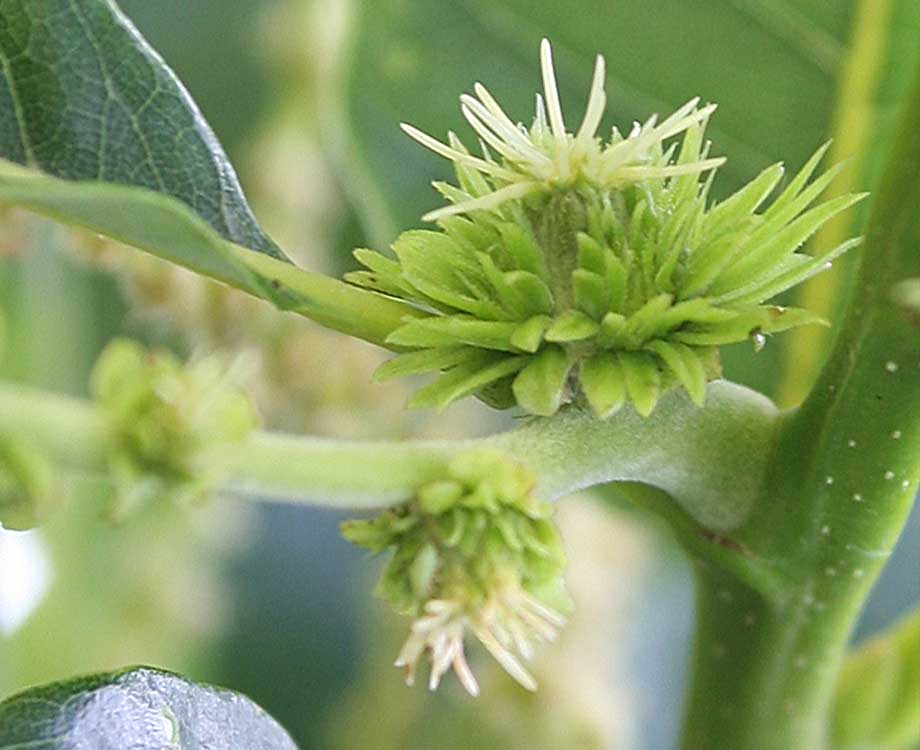 Bachblüte Sweet Chestnut