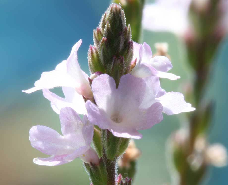 Bachblüte Vervain