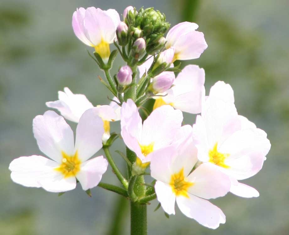 Bachblüte Water Violet