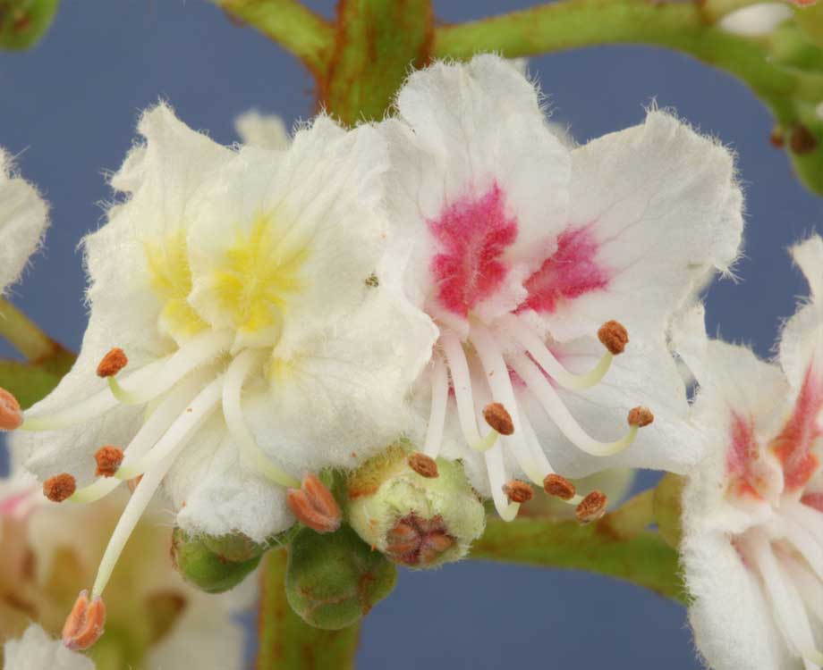 Bachblüte White Chestnut