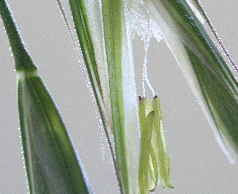 Bachblüte Wild Oat