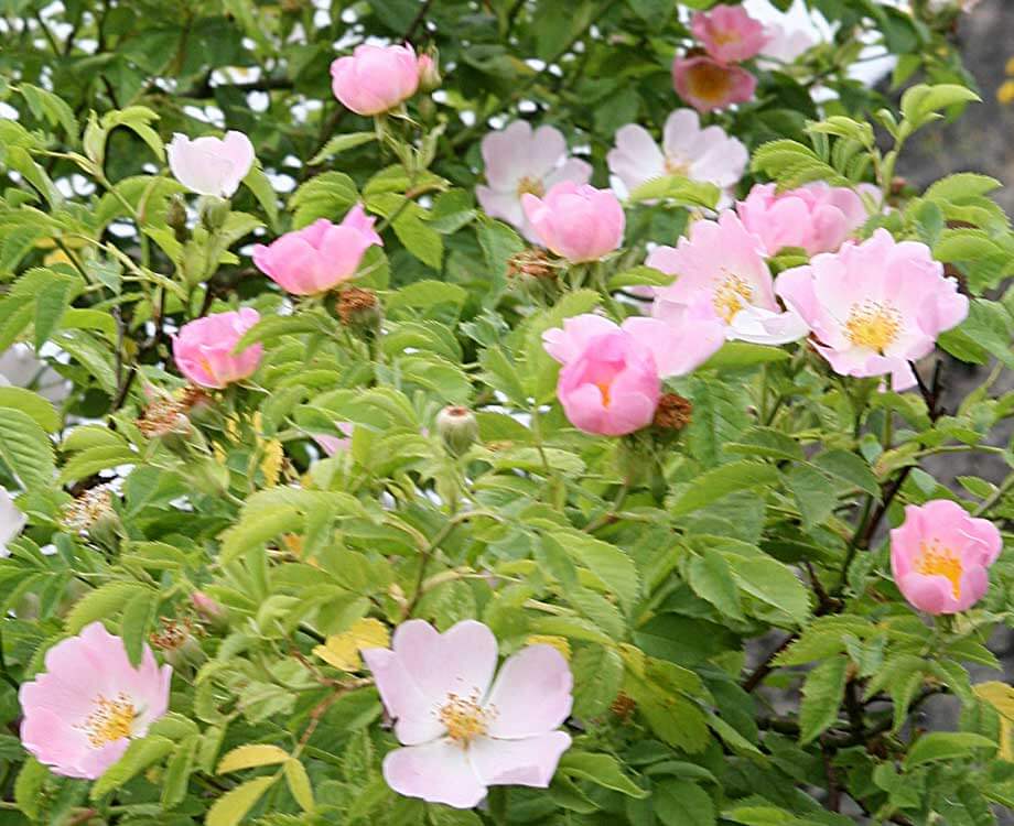 Bachblüte Wild Rose
