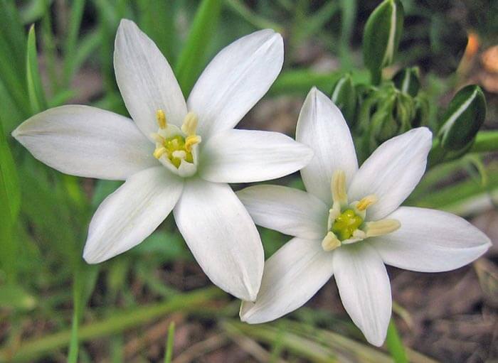 Star of Bethlehem