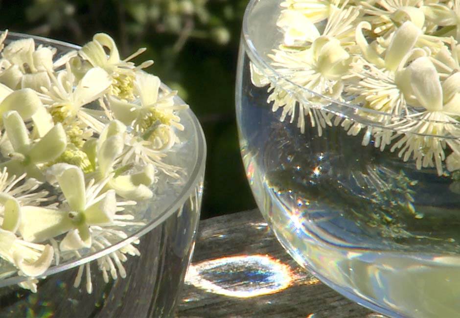 Bachblüten Schwingungsübertragung