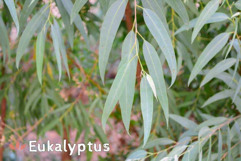 Eukalyptus