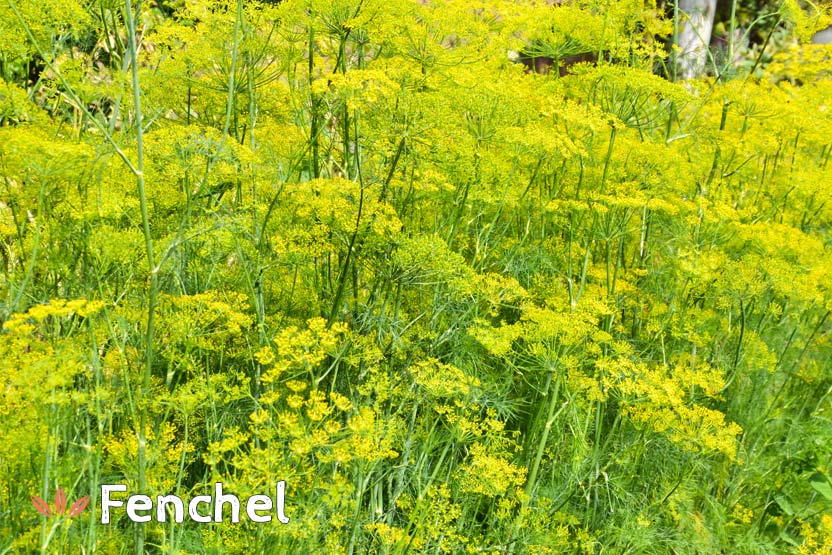 Fenchel