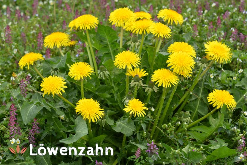 Lowenzahn Anwendung Wirkung Inhaltsstoffe Heilpflanze Taraxacum Officinale Das Grosse Deutsche Bach Bluten Portal