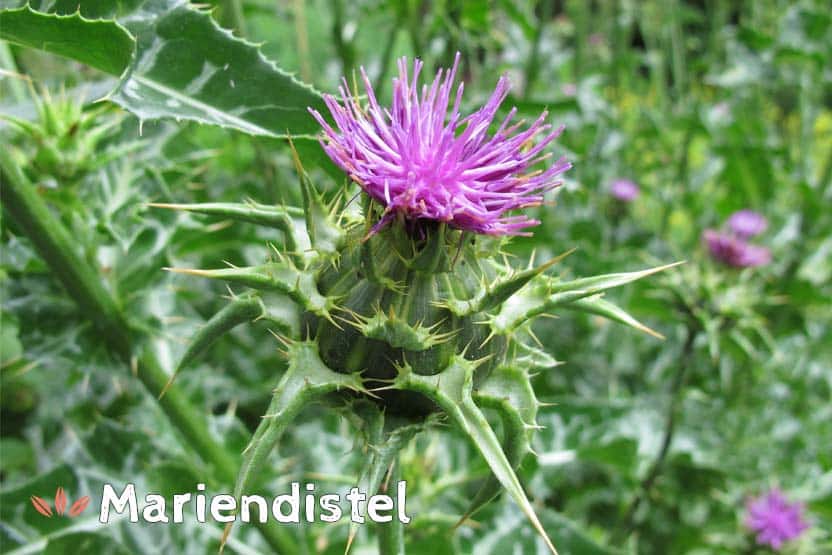 Mariendistel