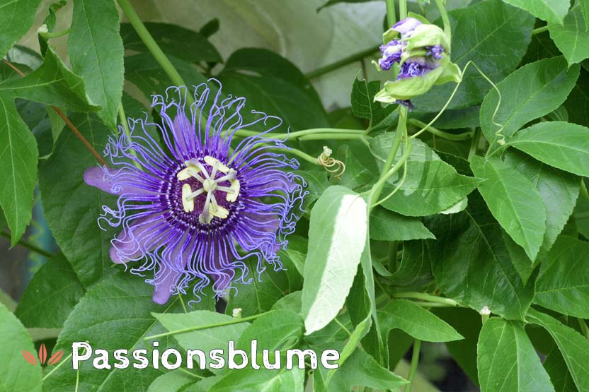 Passionsblume