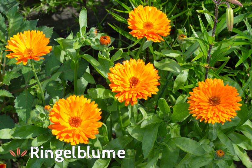 Ringelblume