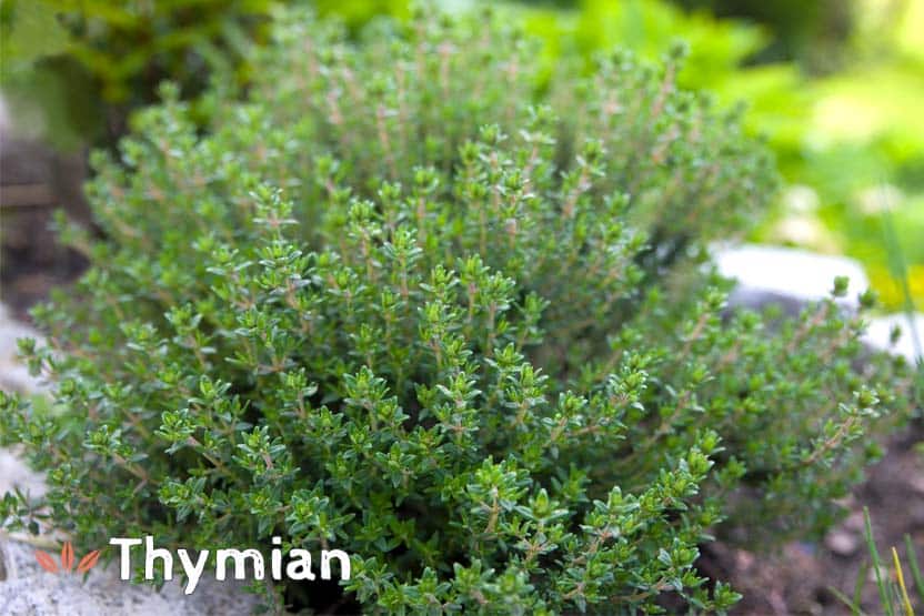 Thymian