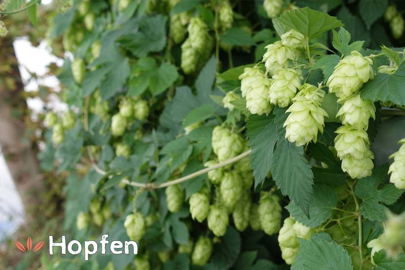 Hopfen