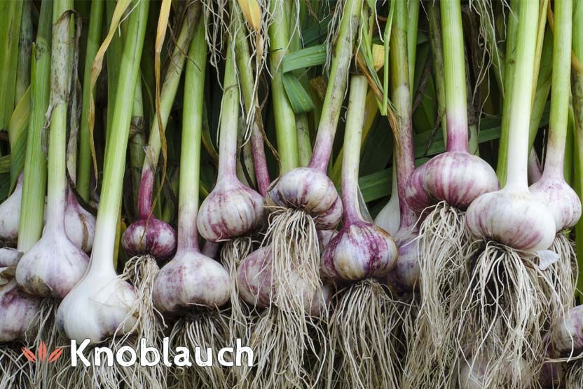 Knoblauch