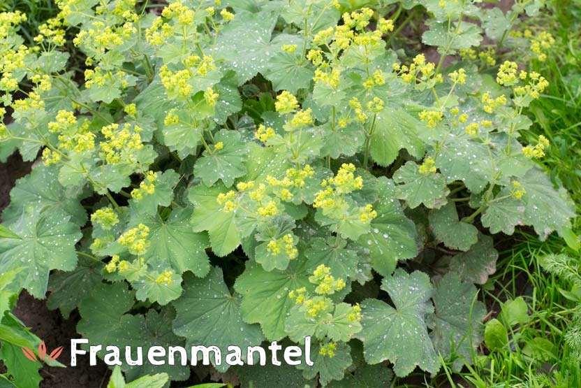 Frauenmantel (Alchemilla vulgaris)