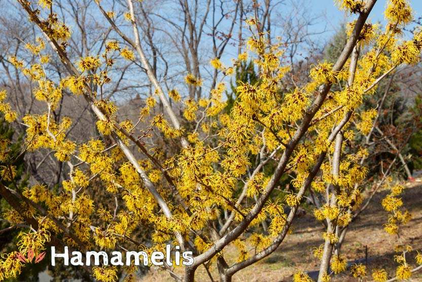 Hamamelis