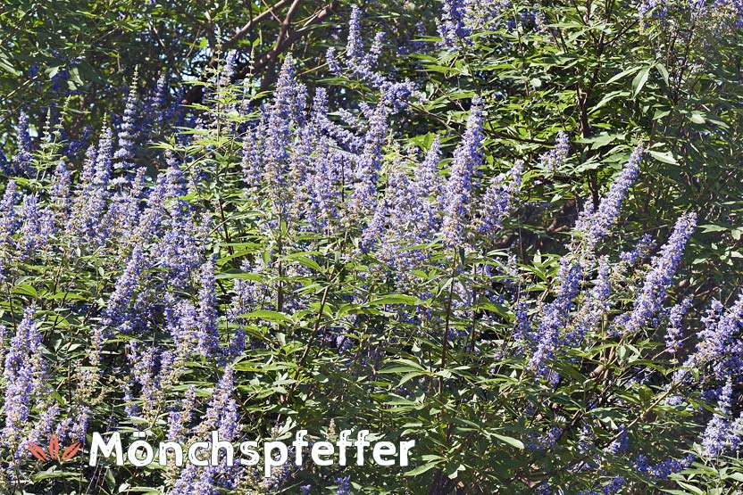 Mönchspfeffer (Vitex agnus-castus)