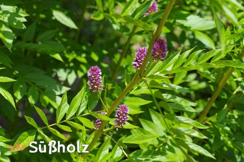 Sussholz Anwendung Wirkung Inhaltsstoffe Heilpflanze Glycyrrhiza Glabra Das Grosse Deutsche Bach Bluten Portal