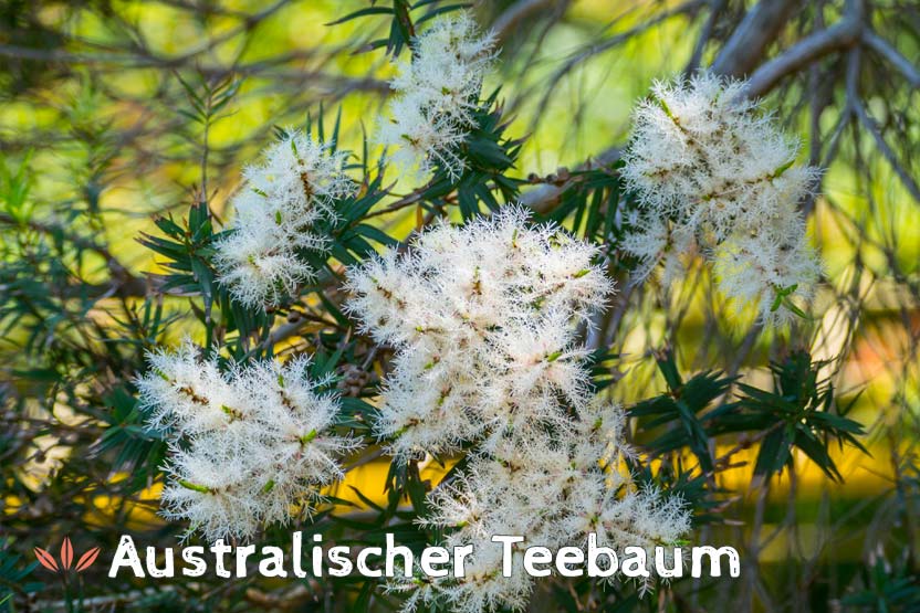 Australischer Teebaum