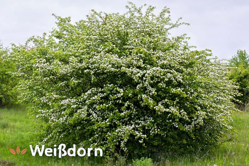 Weißdorn (Crataegus monogyna)