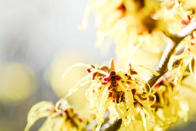 Hämorrhoiden Hausmittel Hamamelis