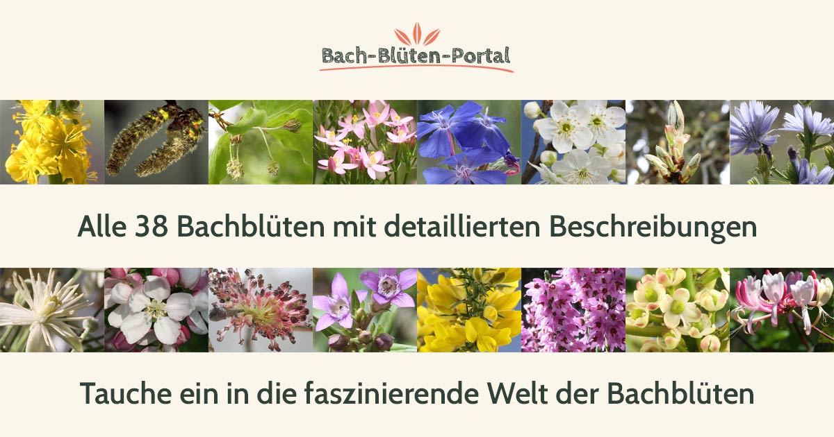 Alle 38 Bachblüten hier im Bach-Blüten-Portal